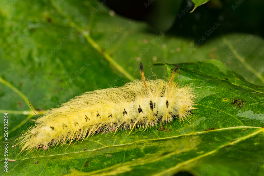 Fototapeta premium Spotted Apatelodes (Apatelodes torrefacta)