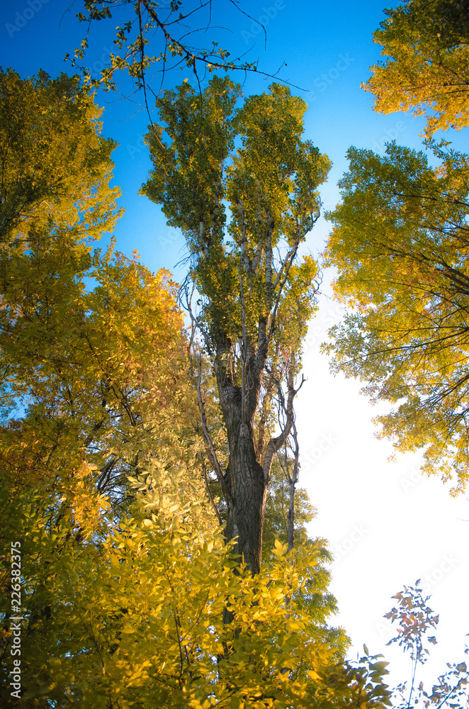 Fototapeta premium tree leaves at sunrise