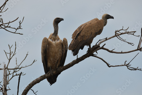 Weißrückengeier im Mkhuze Game Reserve Südafrika