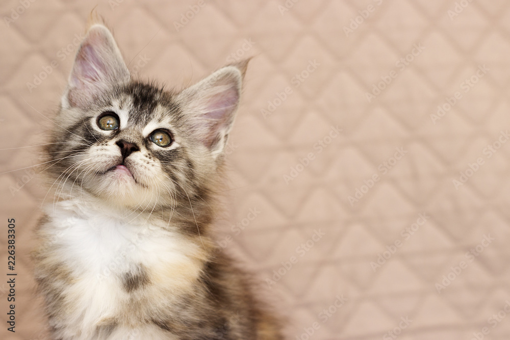 Fototapeta premium Maine Coon kitten looks