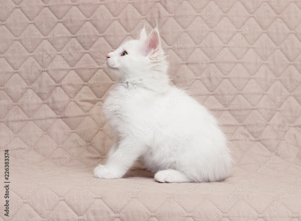 Fototapeta premium Maine Coon kitten looks