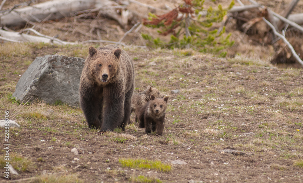 Grizzly bear in the Rocky Mountains