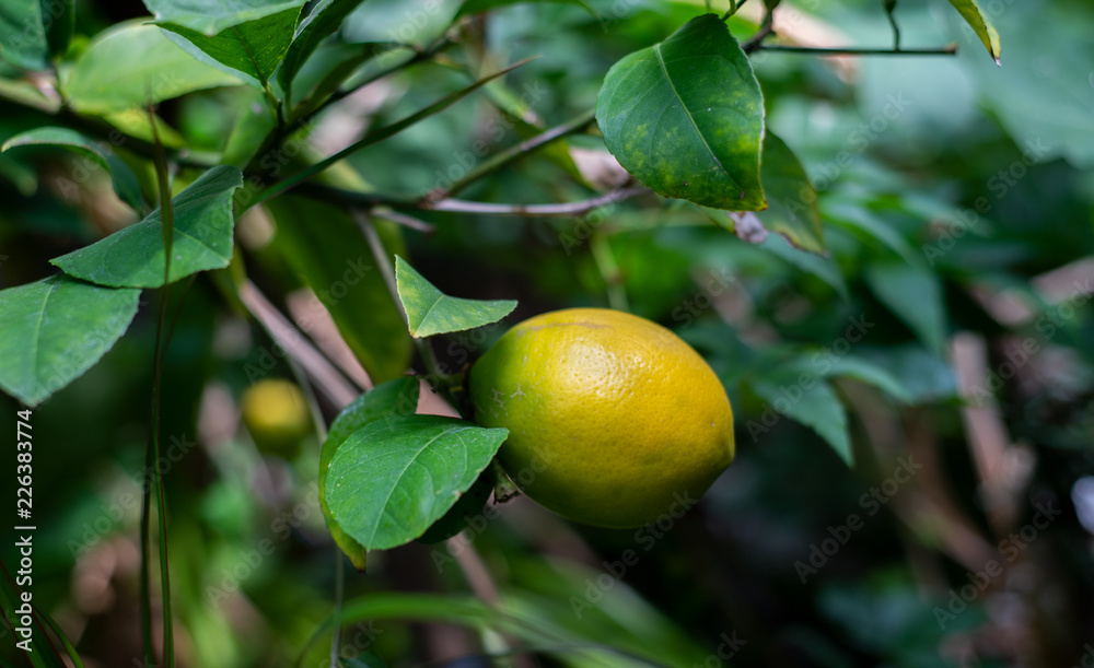 Ripening lemon