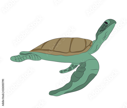 green turtle swim drawing, vector