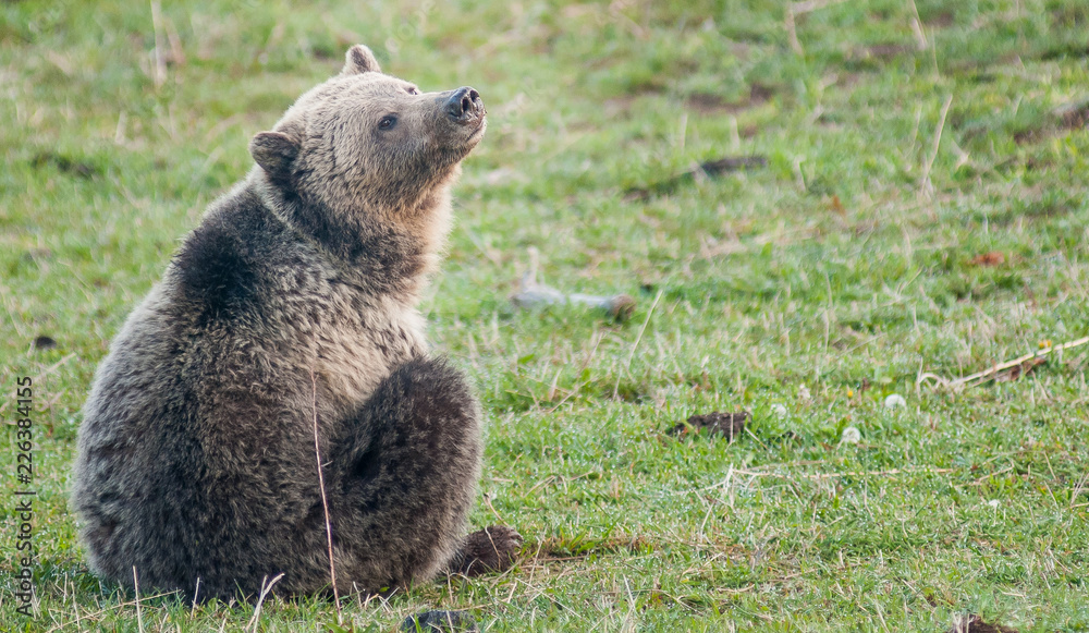 Obraz premium Grizzly bear in the Rocky Mountains