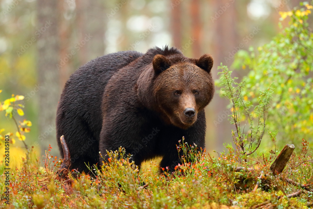 Naklejka premium Wielki niedźwiedź brunatny spaceru w lesie w jesieni