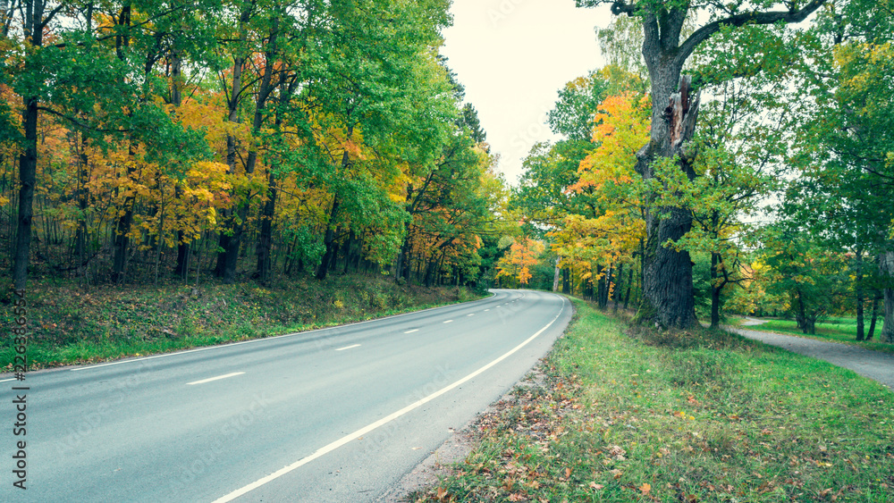 Naklejka premium Road through the autumn forest at october.