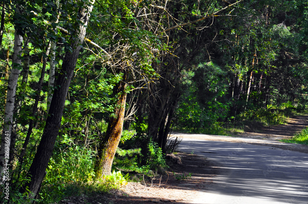 Obraz premium forest, tree, nature, green, trees, landscape, wood, park, summer, spring, foliage, leaf, path, environment, grass, woods, road, leaves, natural, plant, sky, light, outdoor, branch, woodland