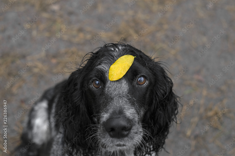 dog spaniel with yellow leaf