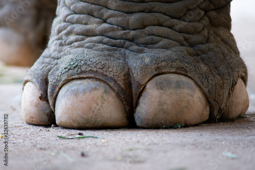 closeup image nail and foot of elephant