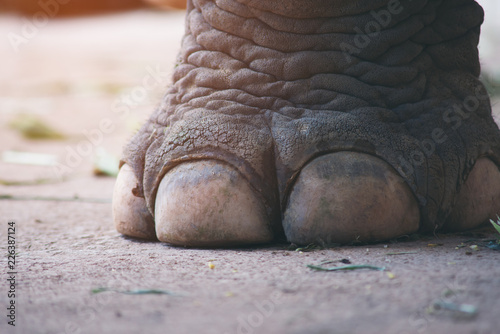 closeup image nail and foot of elephant