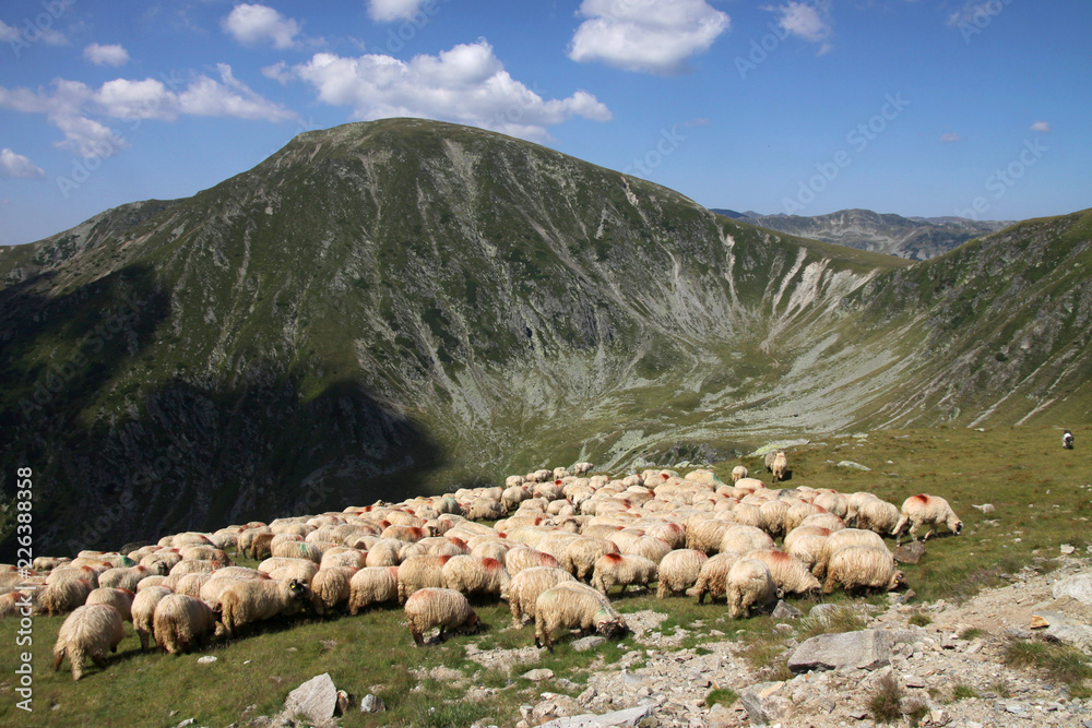Flock of sheep next to Transalpina, Parang Mountains, Southern Carpathians, Romania