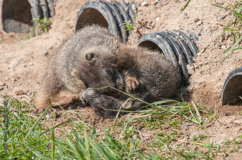 Yellow bellied marmot Yellow bellied marmot