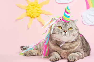 Big Scottish or British gray cat in the role of a unicorn, with a rainbow horn on a pink background, a fairy tale concept, colorful photography