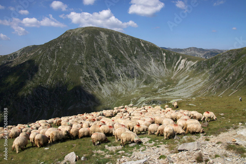 Obraz na płótnie Flock of sheep next to Transalpina, Parang Mountains, Southern Carpathians, Romania w salonie