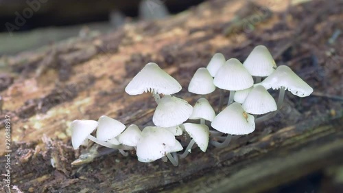 White bonnet fungi on a log photo