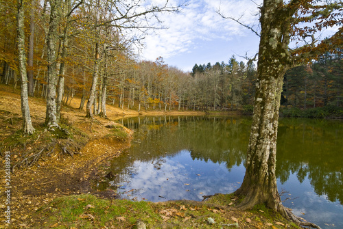 Autumn in the Foresta Umbra, Gargano, Apulia, Italy