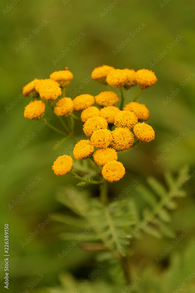 Tansy (Tanacetum vulgare) is a perennial, herbaceous flowering plant of the aster family, native to temperate Europe and Asia. Tansy (Tanacetum vulgare) is a perennial, herbaceous flowering plant of the aster family, native to temperate Europe and Asia.