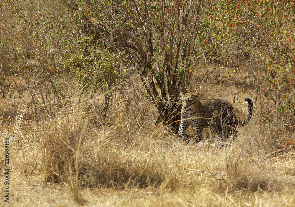 The leopard is the smallest of the big cats and this belongs to genus Panthera The leopard is the smallest of the big cats and this belongs to genus Panthera