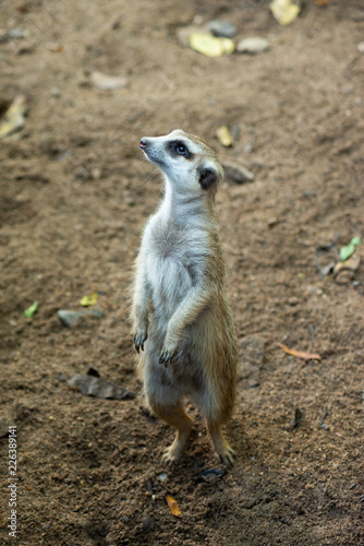 meerkat is a panic animal © J.NATAYO