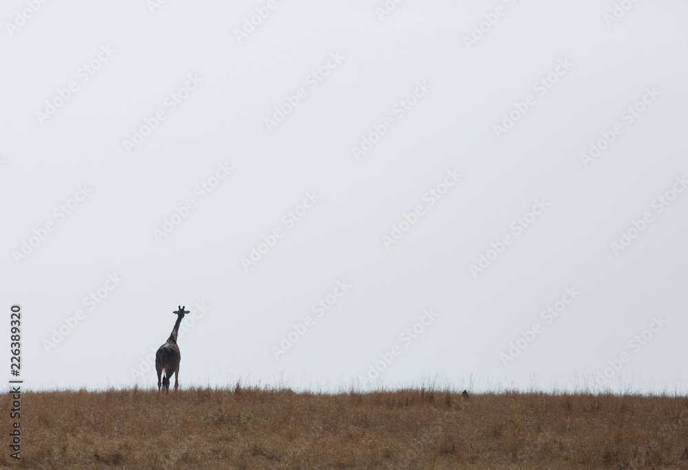 Silhouette of Giraffe, Masai Mara