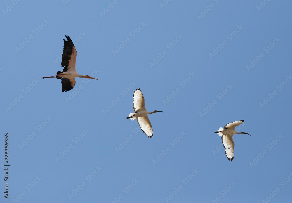 Obraz premium Yellow-billed stork and Black-headed Ibis in flight, Masai Mara