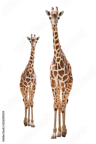 A giraffe's habitat is usually found in African savannas, grasslands or open woodlands. Isolated on white background © J.NATAYO