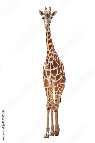 A giraffe's habitat is usually found in African savannas, grasslands or open woodlands. Isolated on white background © J.NATAYO