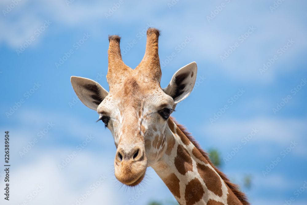 A giraffe's habitat is usually found in African savannas, grasslands or open woodlands