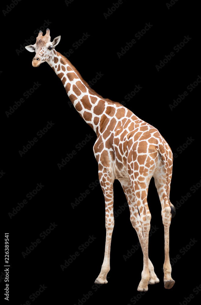 Fototapeta premium A giraffe's habitat is usually found in African savannas, grasslands or open woodlands. Isolated on black background