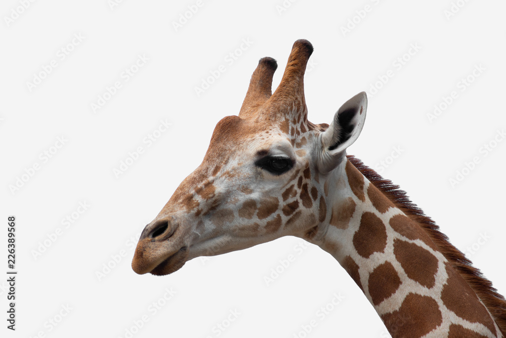 A giraffe's habitat is usually found in African savannas, grasslands or open woodlands. Isolated on white background
