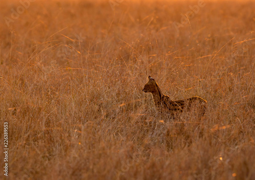 Serval cat in the Savannah, Masai Mara photo