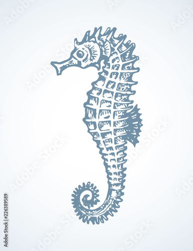 Sea Horse. Vector drawing