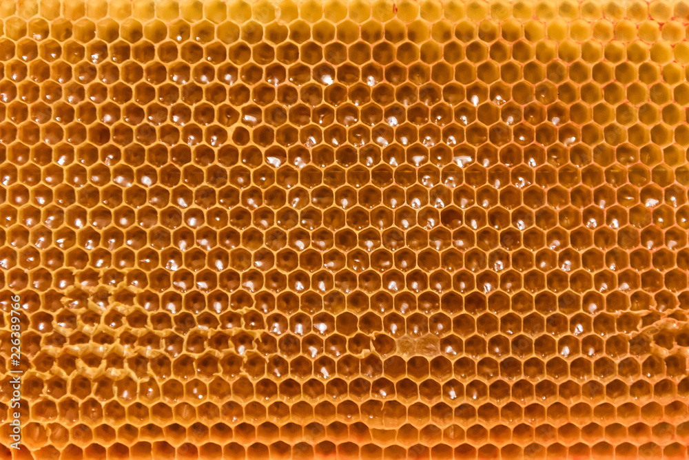 Bee Honeycomb Frame with unfinished Honey and parts of wax