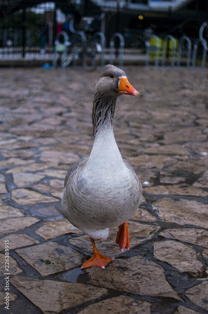 Fototapeta premium duck