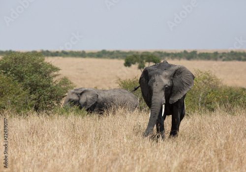 African elephants grazing in sacannah