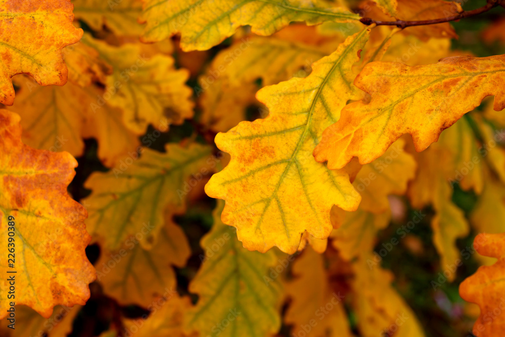 Fototapeta premium Oak autumn leaves background