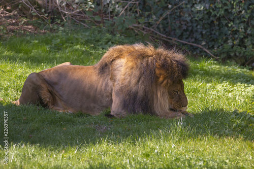 Lion on a meadow gnawing on a bone