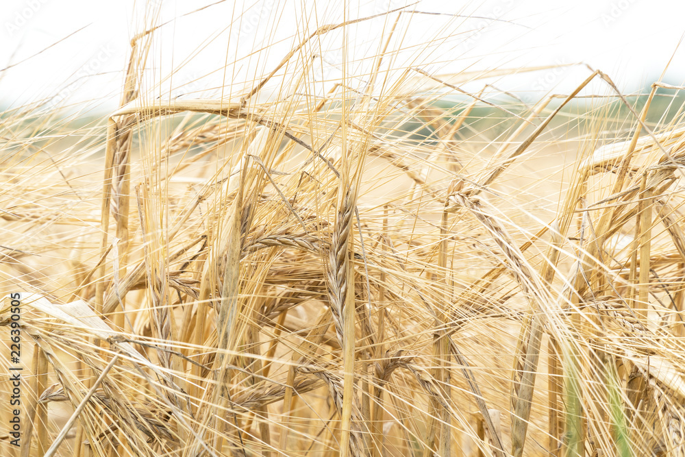 Fototapeta premium Ripe yellow ears of wheat against the sky