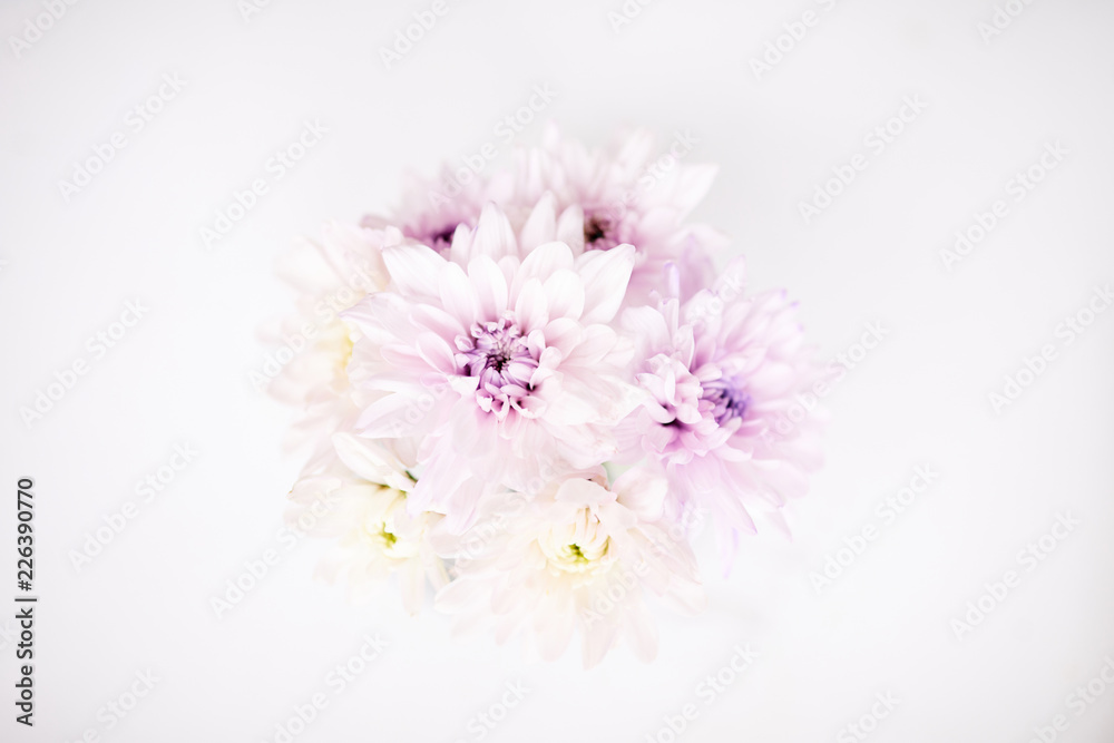 Overview of white dahlia bunch with lilac centers that can be used as background