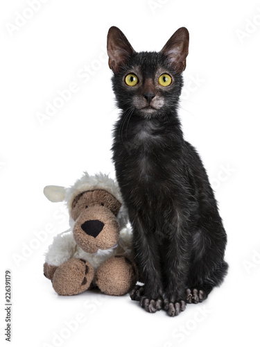 Adorable black Lykoi cat kitten girl sitting beside a faux fur wolf dressed in sheep clothing looking straight at camera with bright yellow eyes, isolated on white background