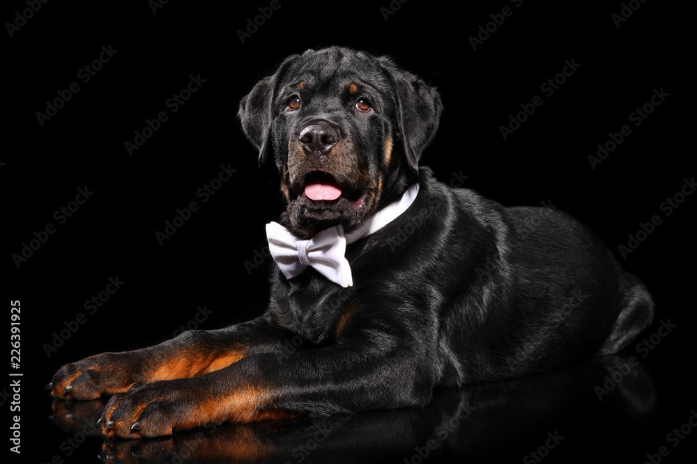 Young Rottweiler puppy in a bow tie Young Rottweiler puppy in a bow tie