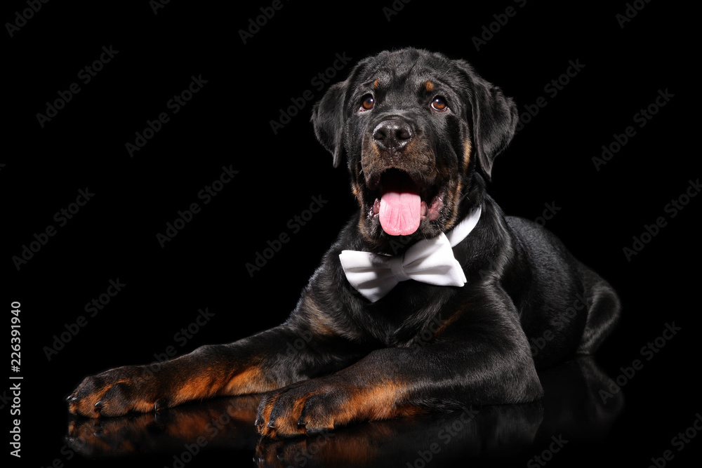 Fototapeta premium Young Rottweiler in a bow tie on a dark background