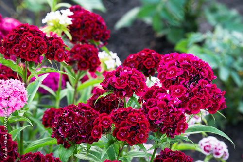 Tableau sur toile Turkish carnation maroon on a natural background
