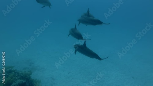 A group of pregnant female Spinner dolphins -  Stenella longirostris swims in the blue water over the sandy bottom photo