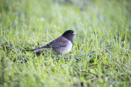 bird on the grass