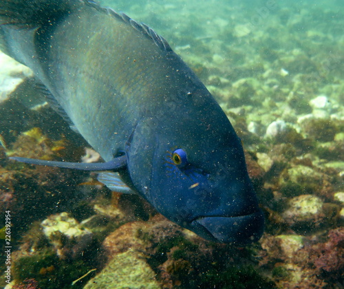 Eastern Blue Groper (Achoerodus viridis), Sydney, Australia