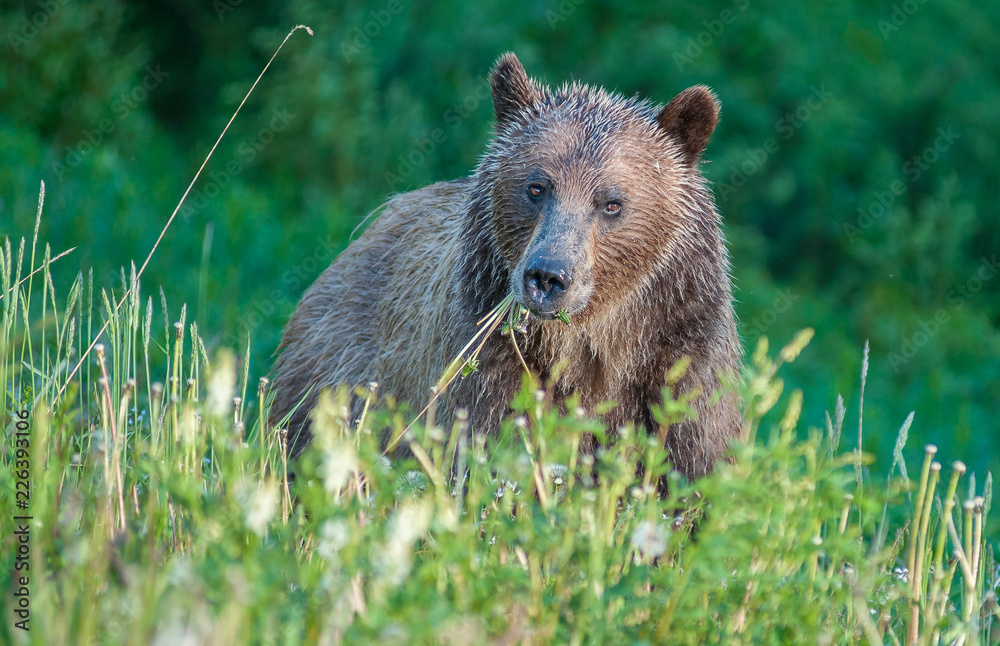 Fototapeta premium Grizzly bear in a protected area