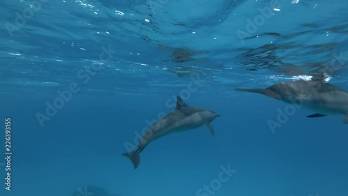 Baby dolphin with mom swims in the blue water. Spinner dolphins -  Stenella longirostris  photo