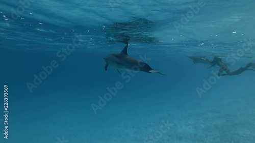 Group of tourist look at on a pod of Spinner dolphins - Stenella longirostris swims in the blue water. Underwater shot, Low-angle shot    photo